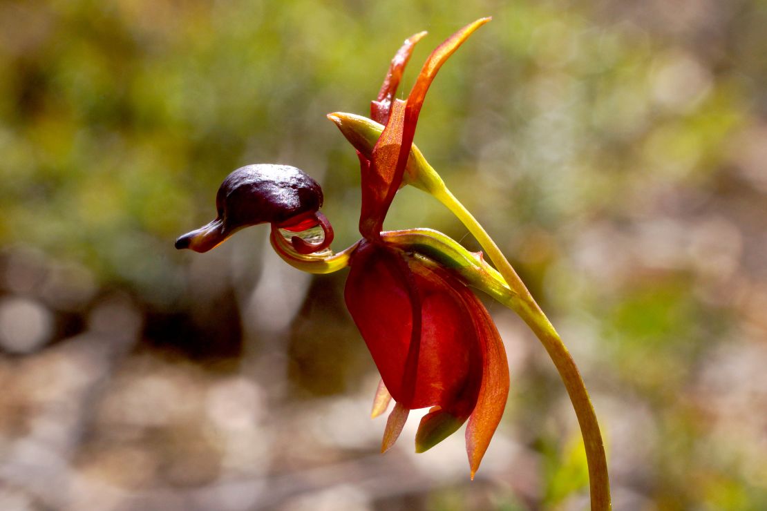 CNNE 1210190 - remarkable orchid flower of caleana major, the large flying duck