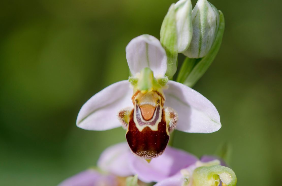 CNNE 1210191 - bee orchid, ophrys apifera, wild orchid in andalusia, spain-