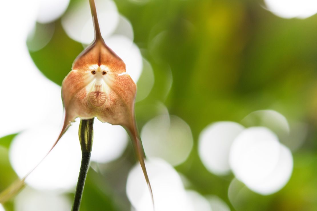 CNNE 1210197 - a monkey orchid (looks like a monkey's face)