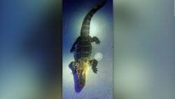 CNNE 1210249 - un cocodrilo se metio en la piscina de una familia de miami