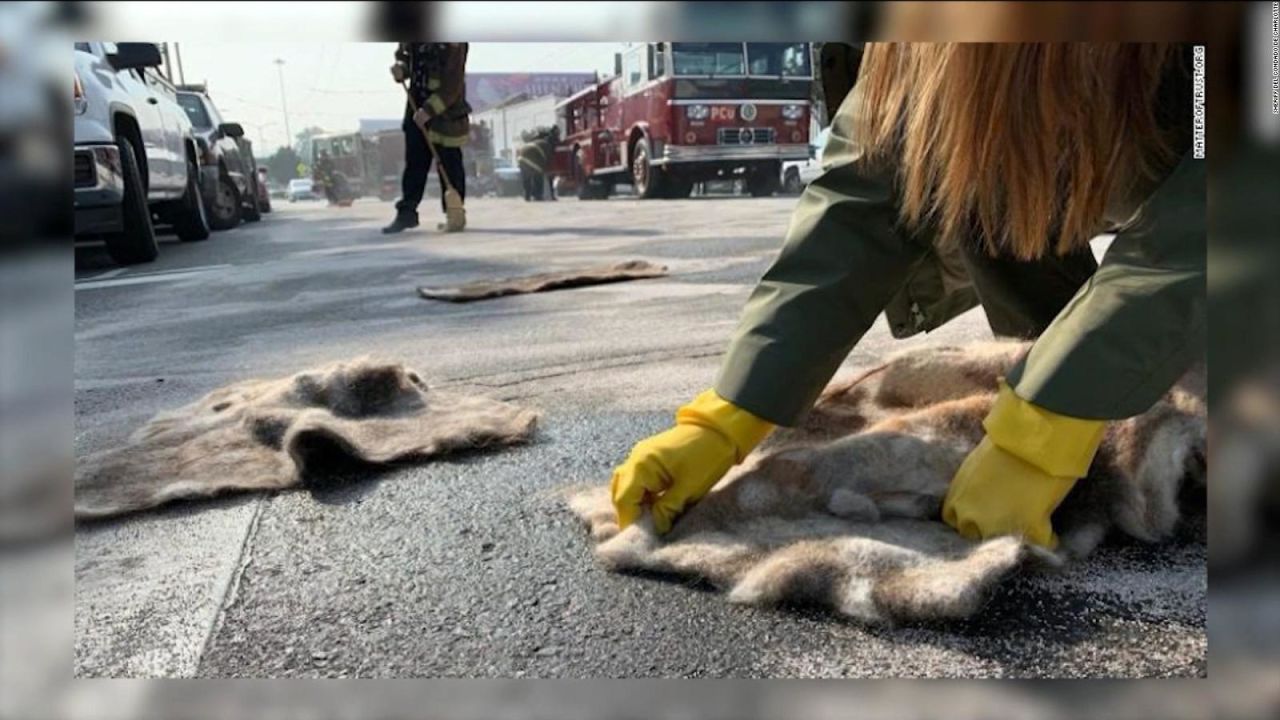 CNNE 1210251 - asi utilizan cabello humano para limpiar derrames de petroleo