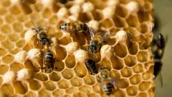 CNNE 1210727 - 20 de mayo, un dia para concientizar sobre las abejas