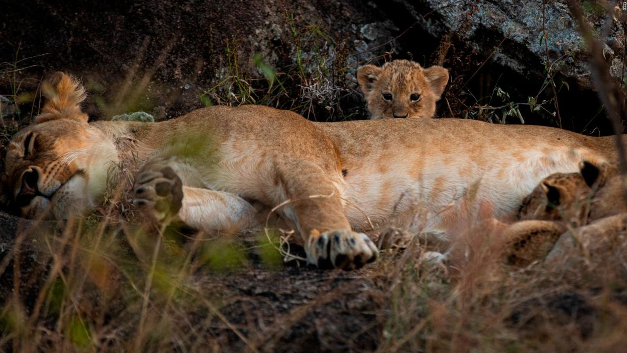 No hay rastros de 562 especies animales: científicos no saben si se  perdieron o se extinguieron