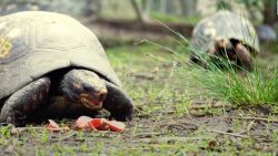 CNNE 1212020 - liberan tortugas en peligro de extincion en argentina