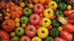 CNNE 1212376 - cientificos desbloquean potencial de vitamina d en tomates