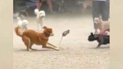 Rata causa caos en parque para perros en NY