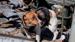 CNNE 1215274 - cannes premia un perro entrenado para detectar minas