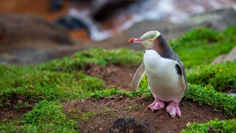El pingüino de ojos amarillos, conocido como “hoiho”, que significa "gritón" en maorí, es una de las especies de pingüinos más amenazadas del mundo. Estas raras aves están sometidas a una creciente presión por parte de los depredadores, el cambio climático y las enfermedades, pero los conservacionistas de Nueva Zelandia intentan desesperadamente salvarlas. Mira la galería para saber más sobre el hoiho. Crédito: imageBROKER/Gerhard Zwerger-Schoner/Getty Images