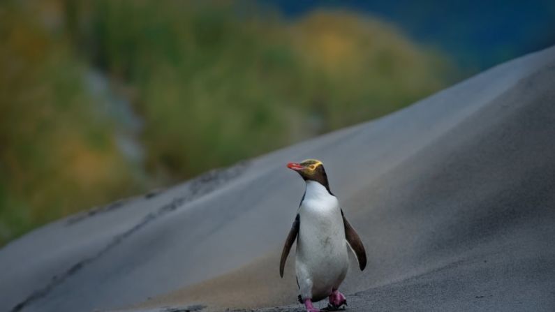 El hoiho, la única especie solitaria de pingüino del mundo, solo se encuentra en la isla sur de Nueva Zelandia y sus islas subantárticas. Se calcula que solo quedan 3.000 ejemplares maduros en estado salvaje. En el continente neozelandés, la colonia contaba con apenas 265 parejas reproductoras en 2019. Crédito: Martin Pelane/photrip.cz/Adobe Stock