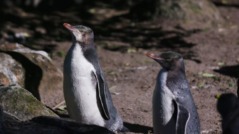 En Penguin Place, en la península de Otago, Nueva Zelandia, los conservacionistas ayudan a las aves enfermas y hambrientas a recuperarse. Los hoiho constituyen el 98% de las aves que pasan por allí, dice Jason van Zanten, director de conservación de Penguin Place. Crédito: Ben Foley / CNN