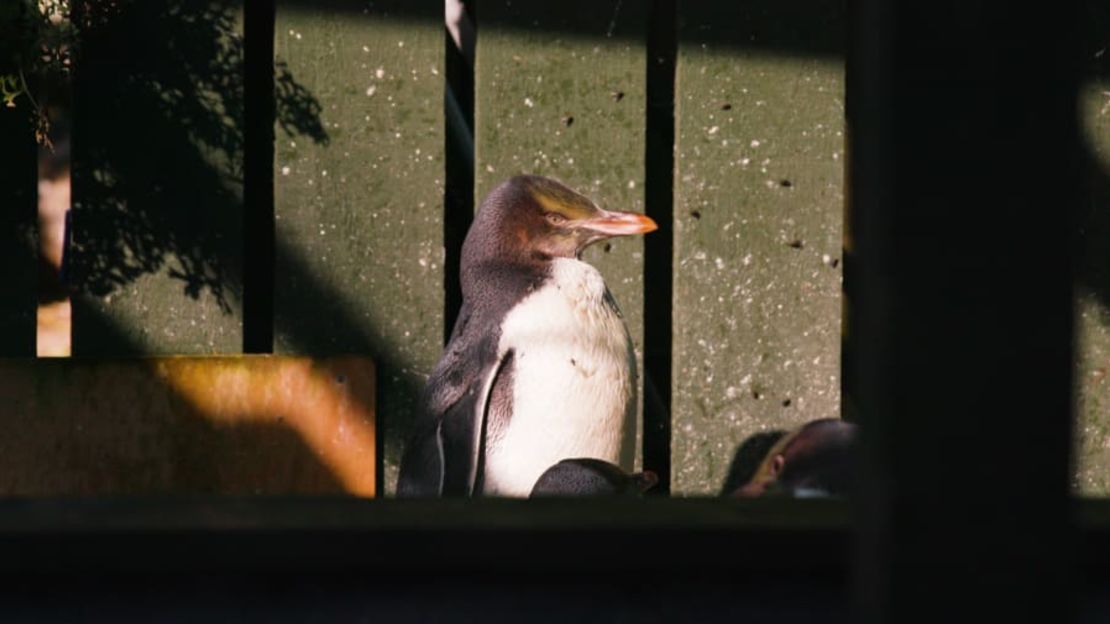 Los hoiho suelen permanecer en Penguin Place durante unas dos semanas, para descansar, recuperarse y engordar antes de volver a la naturaleza.Crédito: Ben Foley / CNN