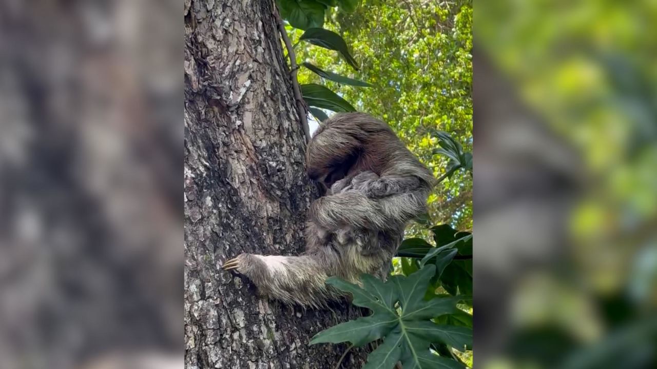 CNNE 1216340 - mira el conmovedor reencuentro de un perezoso bebe con su madre