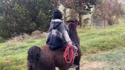 CNNE 1216438 - un nino va a la escuela montando una llama en ecuador