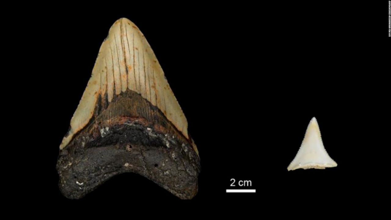 CNNE 1216944 - estudio revela que contribuyo a extincion del megalodon