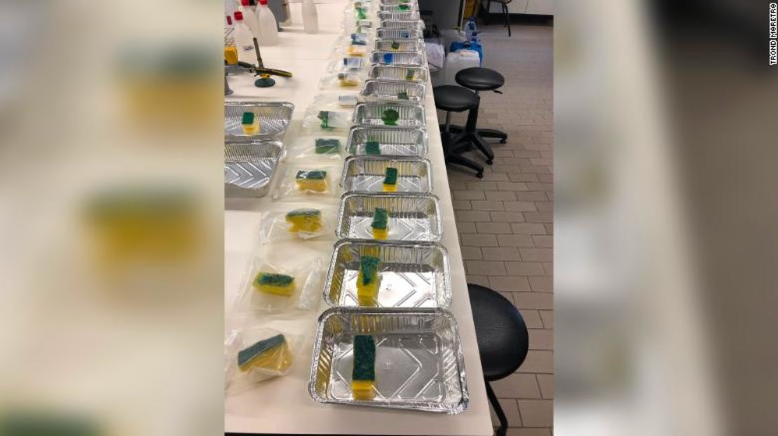 Las esponjas recopiladas en el estudio fueron analizadas para detectar diferentes tipos de bacterias.
