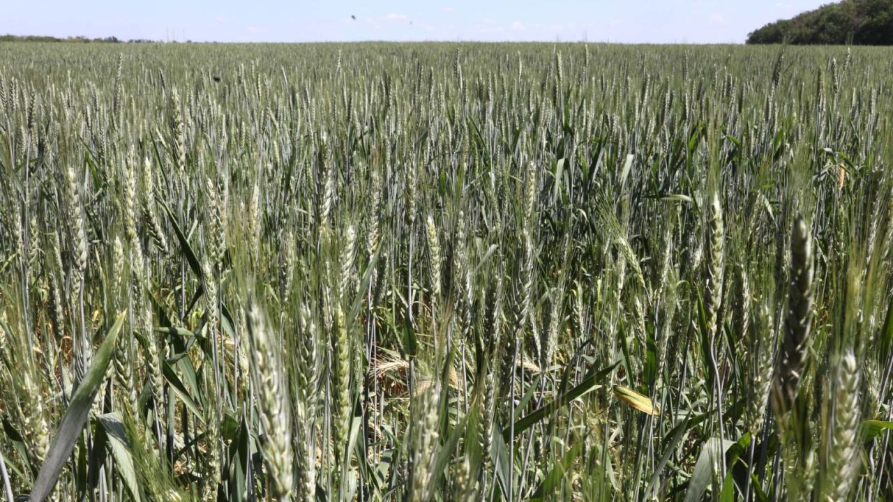 CNNE 1221569 - millones de toneladas de grano siguen sin poder salir de ucrania