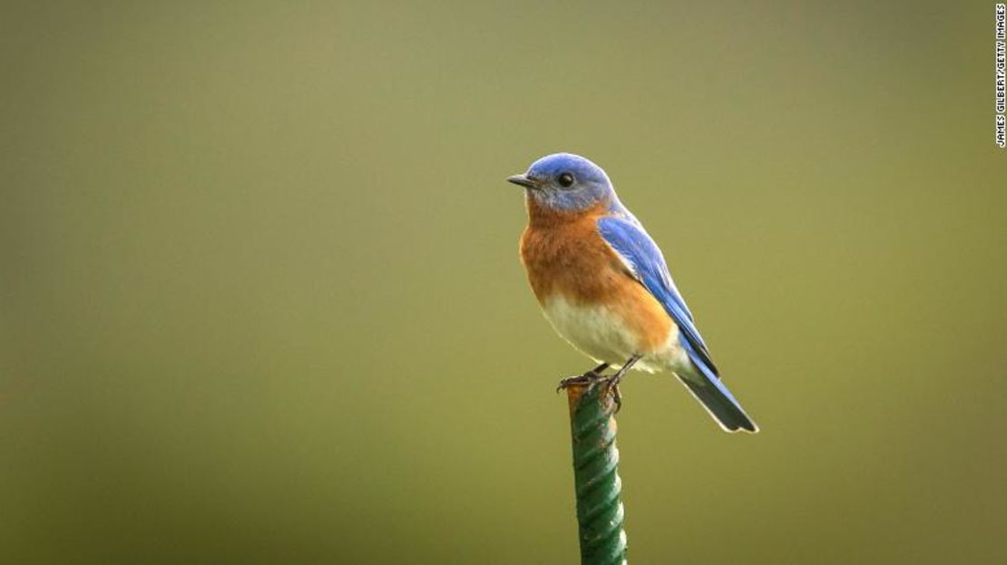 Las pruebas de ADN de los huevos del pájaro azul oriental revelaron que un nido de huevos puede tener muchos padres.