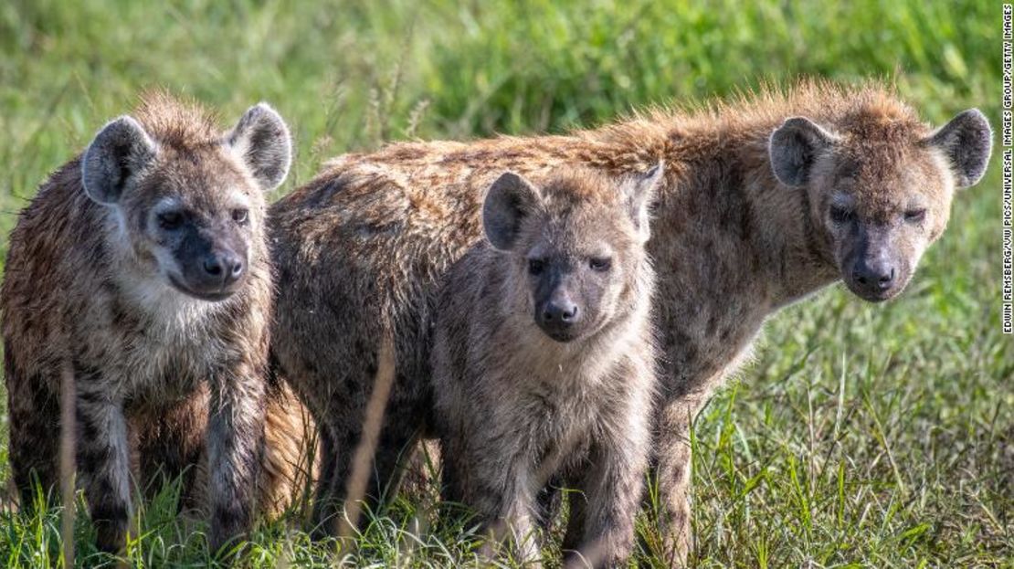 Las hienas manchadas, también conocidas como hienas risueñas, se muestran en la Reserva Nacional de Maasai Mara, en Kenia.