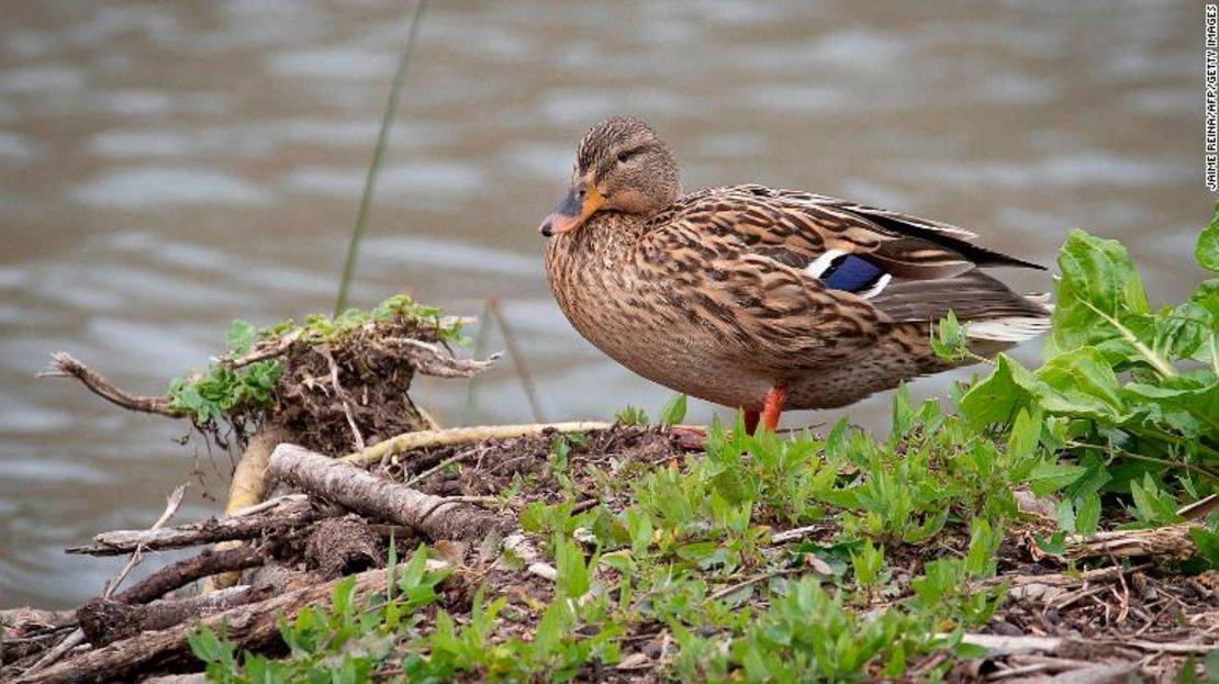 Una hembra de ánade real se pasea por la reserva natural de S'Albufera, en la isla de Mallorca, en 2021.