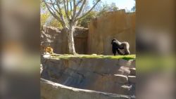 CNNE 1223337 - mira como estos gorilas persiguen a un invitado en un zoo