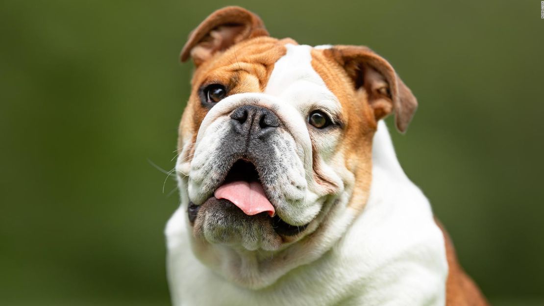 Los bulldogs ingleses criados para que parezcan bonitos sufren importantes problemas de salud, según los veterinarios.