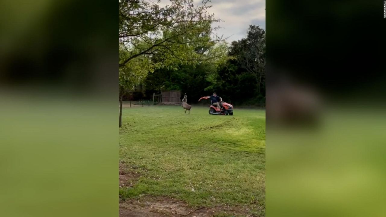 CNNE 1224527 - mira hombre ahuyentar una y otra vez a un emu con un flotador para piscina