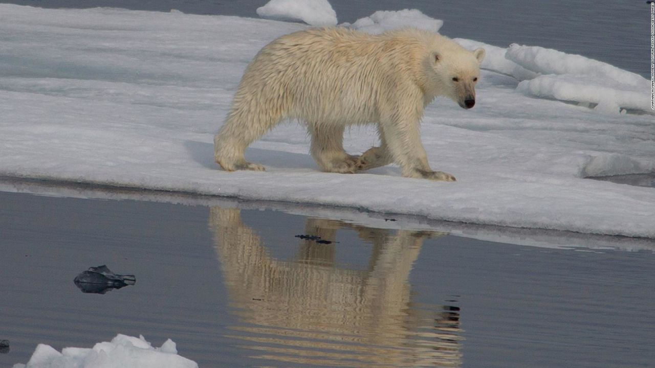 CNNE 1225336 - estudio revela donde vive singular poblacion de osos polares