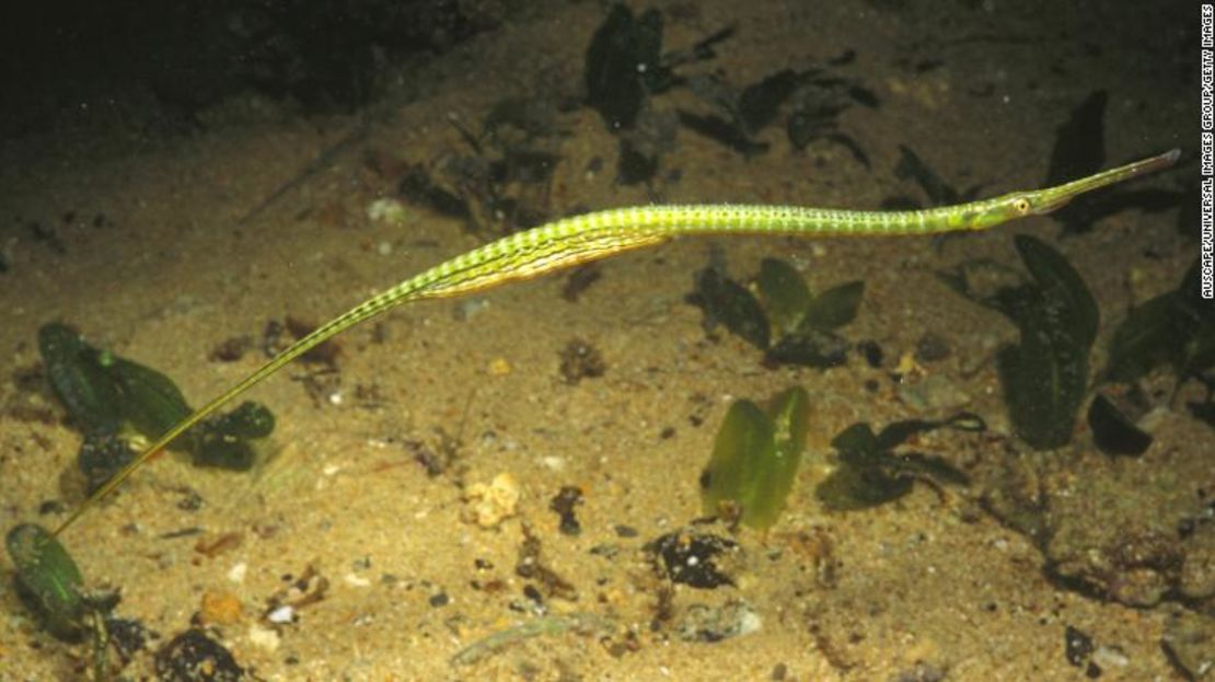 Un aguja de mar macho (Stigmatopora argus) lleva huevos en la bolsa debajo de su cola hasta que eclosionan frente a la costa de Edithburgh en la península de Yorke en el sur de Australia.