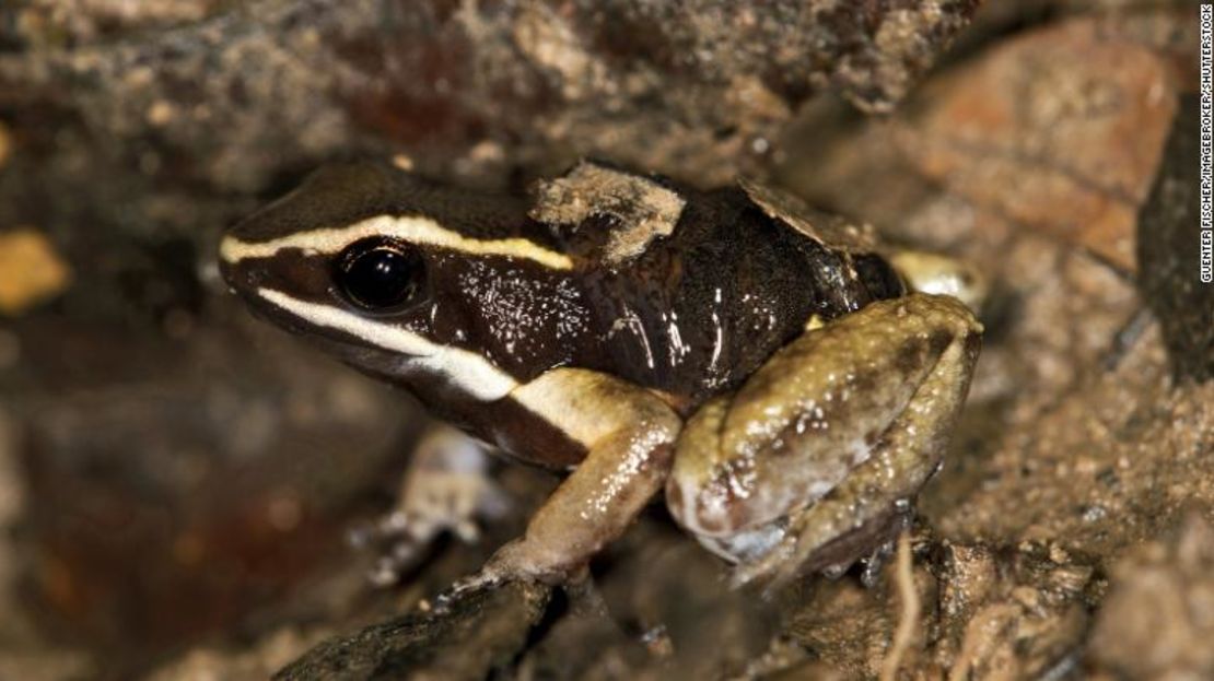 Un macho de rana venenosa de muslos brillantes (Allobates femoralis) carga a sus crías en la espalda en la Reserva Nacional Tambopata en Perú.