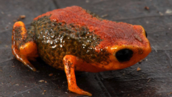 Rana calabaza de Brasil, foto de Luiz F. Ribeiro