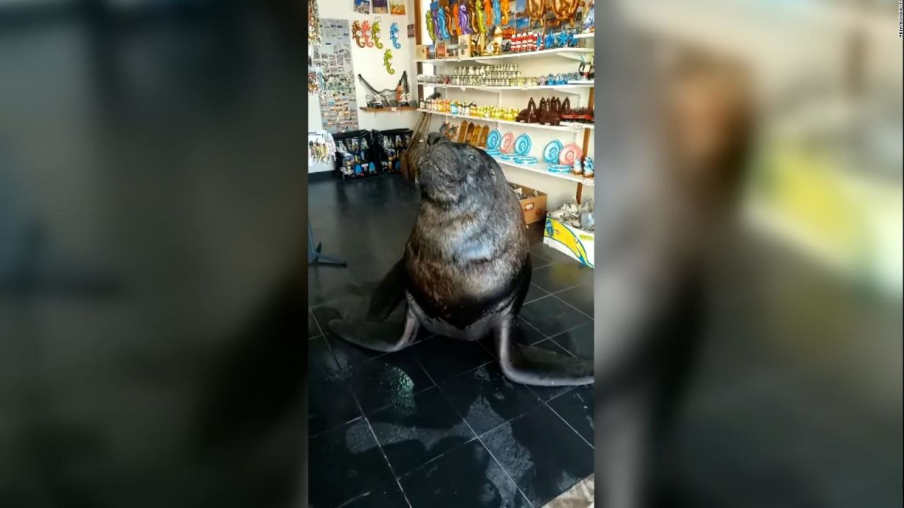 CNNE 1227480 - asi "atiende" un lobo marino comercio en mar del plata