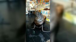 CNNE 1227480 - asi "atiende" un lobo marino comercio en mar del plata