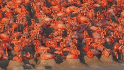 CNNE 1227959 - generar consciencia sobre los flamencos a traves de fotografias