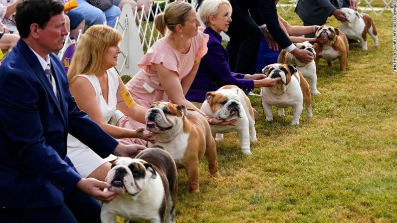 Los bulldogs esperan para ser juzgados el martes.