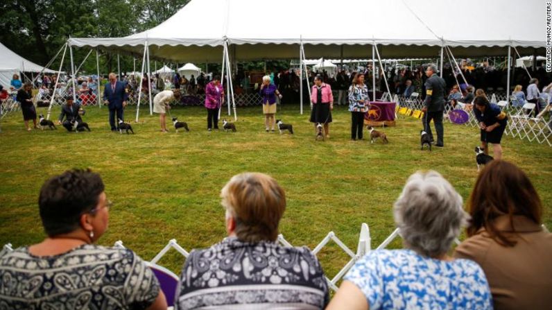 Los adiestradores sostienen a los Boston terrier durante la evaluación de la raza en la 146ª Exposición Canina del Westminster Kennel Club en el Lyndhurst Estate en Tarrytown, Nueva York, el martes 21 de junio.