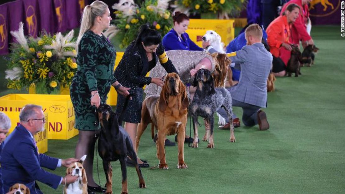 Trumpet, ganador del grupo de sabuesos de la exposición canina del Westminster Kennel Club de 2022.