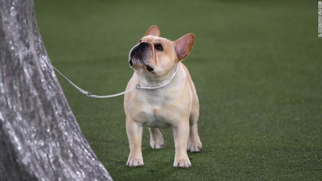 Winston, ganador del grupo no deportivo de la exposición canina del Westminster Kennel Club de 2022.