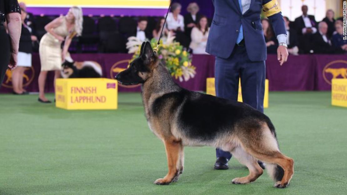 River, ganador del Grupo de Pastoreo de la Exposición Canina del Westminster Kennel Club de 2022.