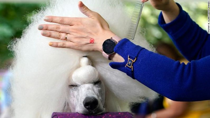 Young Choi acicala a su poodle estándar durante la evaluación de razas el martes.