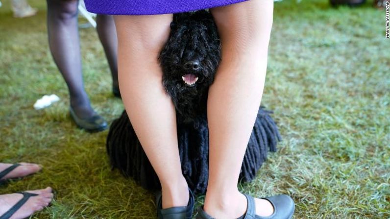 Gyula, un puli de 9 años, se asoma entre las piernas de su adiestradora Stacy Czekaj mientras esperan para competir.