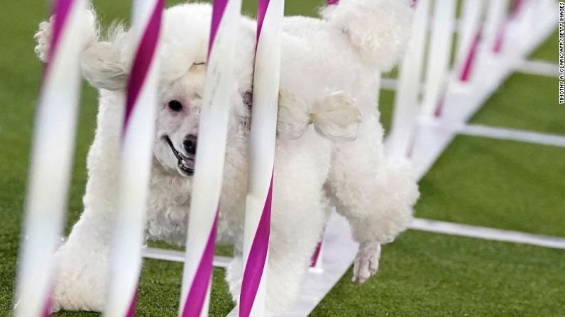 Un poodle compite en el campeonato de agilidad el sábado 18 de junio.