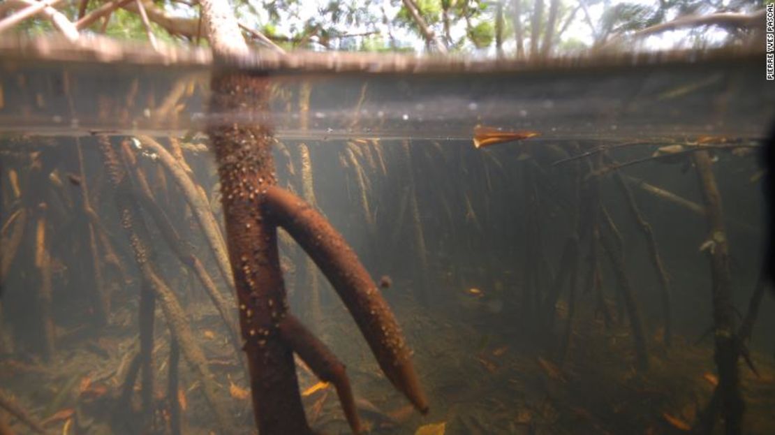 Vista submarina de uno de los manglares de Guadalupe que los investigadores muestrearon entre abril y mayo de 2022.