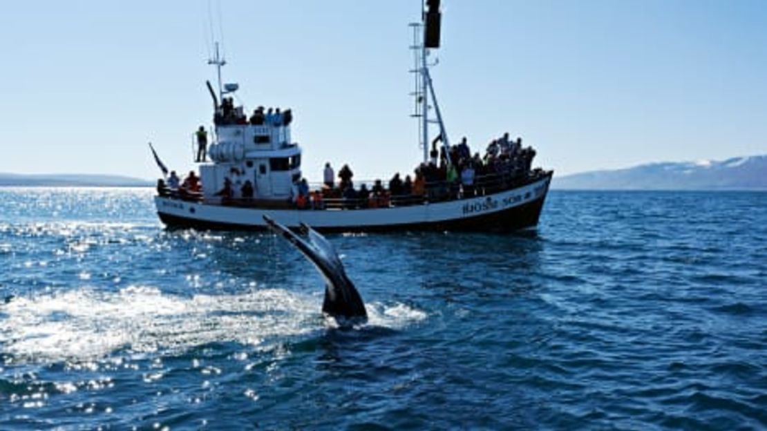 Los trabajadores del turismo dicen que la caza de ballenas daña la reputación de Islandia.