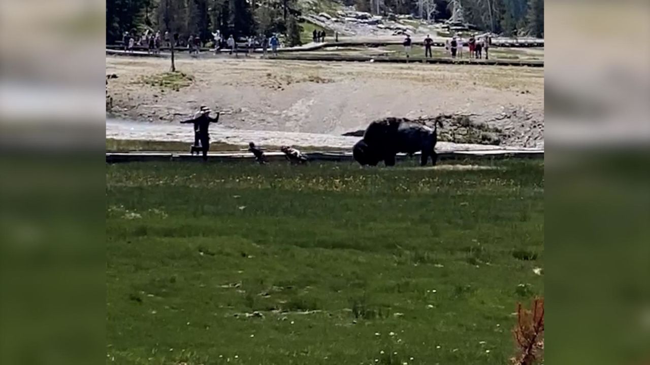 CNNE 1231596 - bisonte ataca a un hombre en el parque nacional de yellowstone