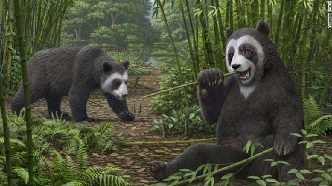 En la imagen, una reconstrucción artística del ancestro del panda gigante Ailurarctos del sitio fósil de Shuitangba, en Yunnan, China.