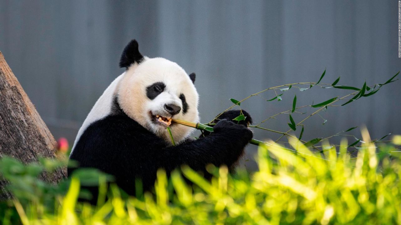 CNNE 1232295 - estudio revela cuando evoluciono la dieta de los pandas