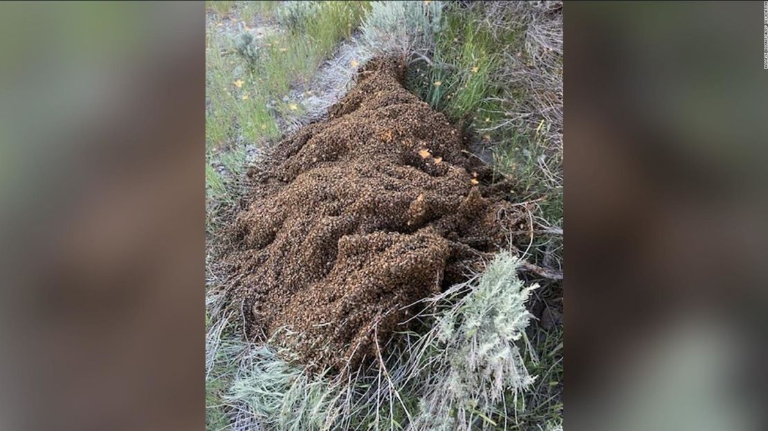 Más de 10 millones de abejas se soltaron al chocar un semirremolque en una autopista de Utah.