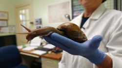 CNNE 1233491 - que hacer y que no si ves un caracol terrestre africano gigante