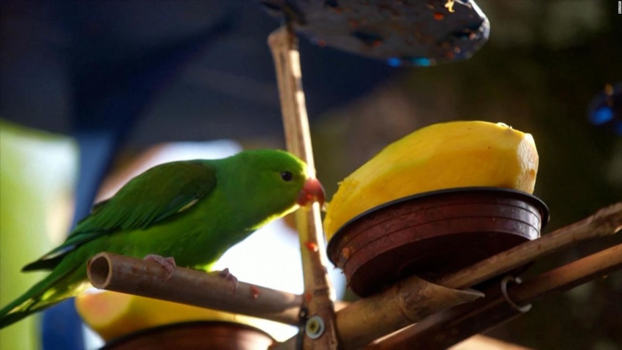 CNNE 1234145 - mira este peculiar hotel para aves en una calle de sao paulo