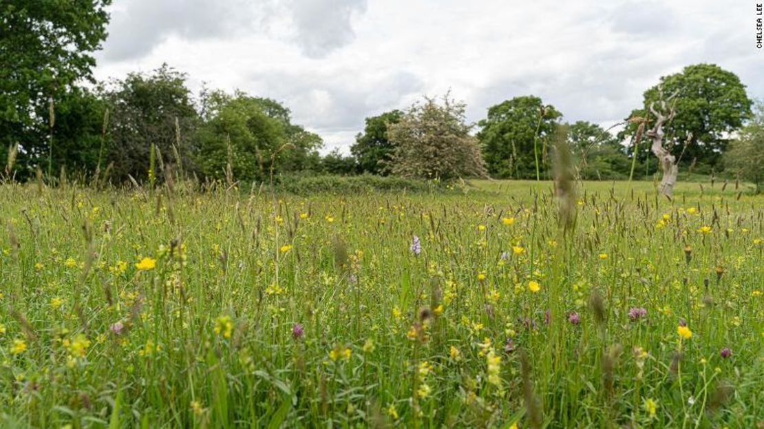 En los prados de Melverley, en Shropshire, Reino Unido, se puede ver una gran variedad de flores silvestres.